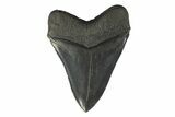 Serrated, Fossil Megalodon Tooth - South Carolina #239758-2